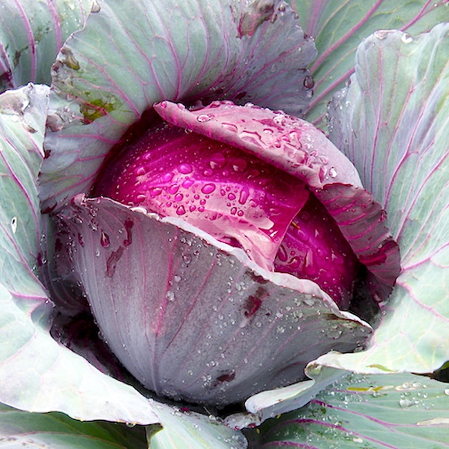 赤キャベツ ロイヤルパープル 1