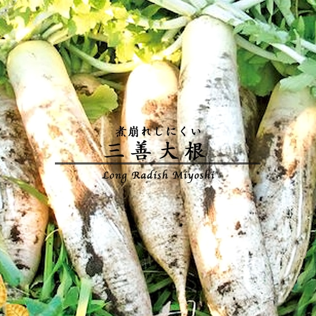 種　大根/三善大根
