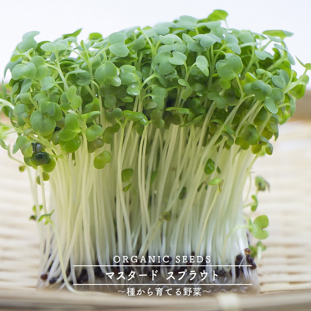 マスタード/スプラウト