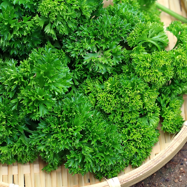 パセリ（カールドパセリ）