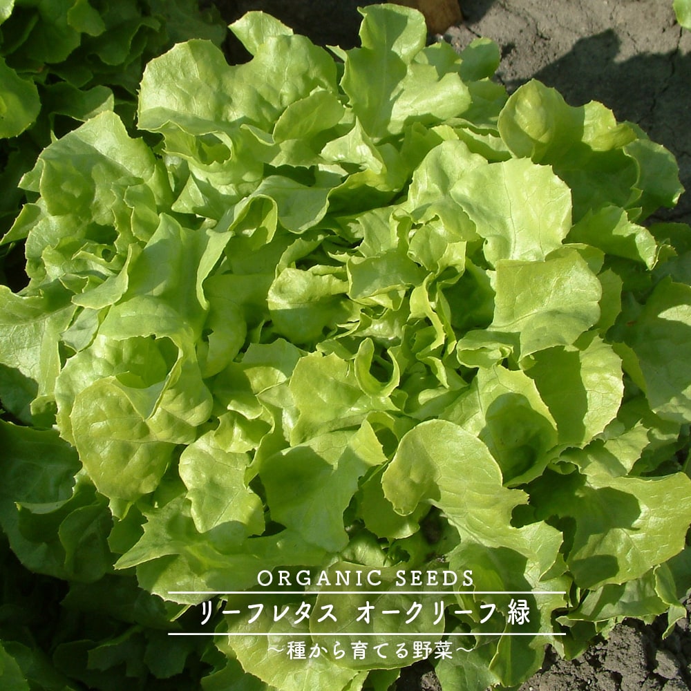 リーフレタス (オークリーフ 緑) 
