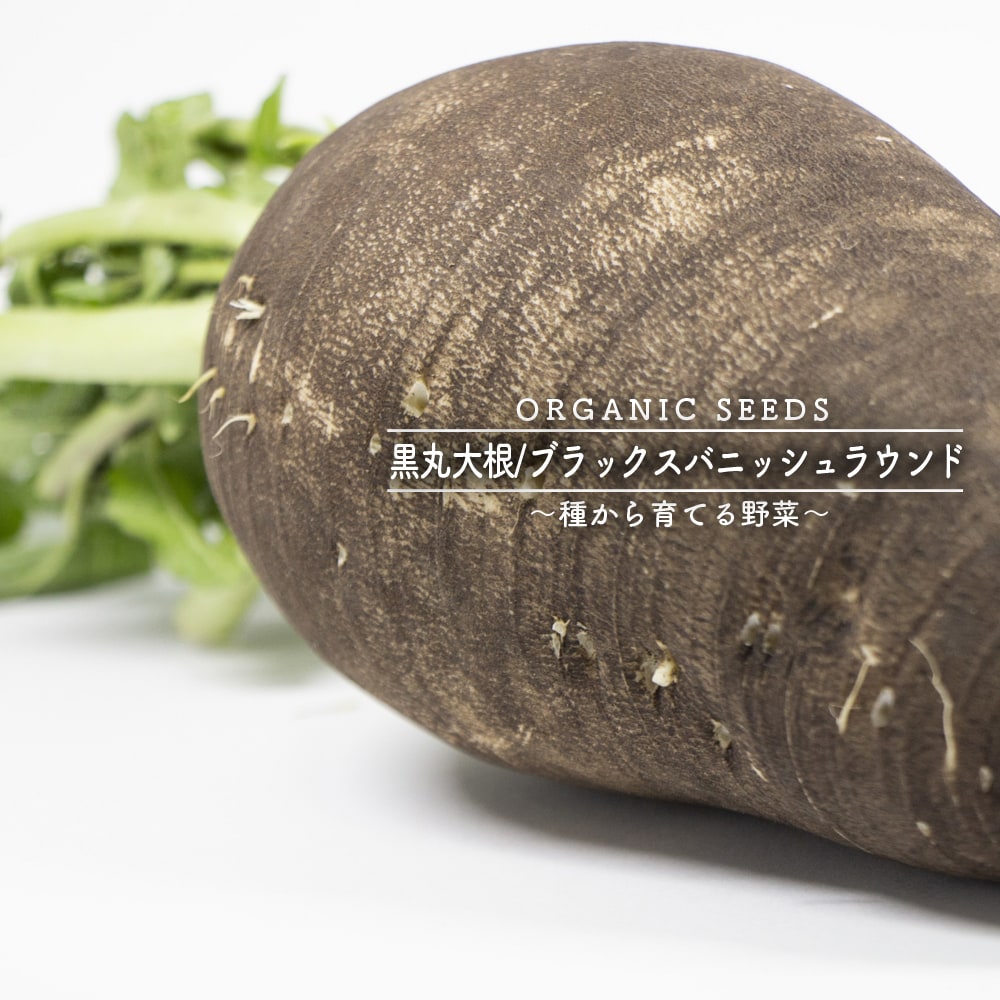 大根（黒丸大根