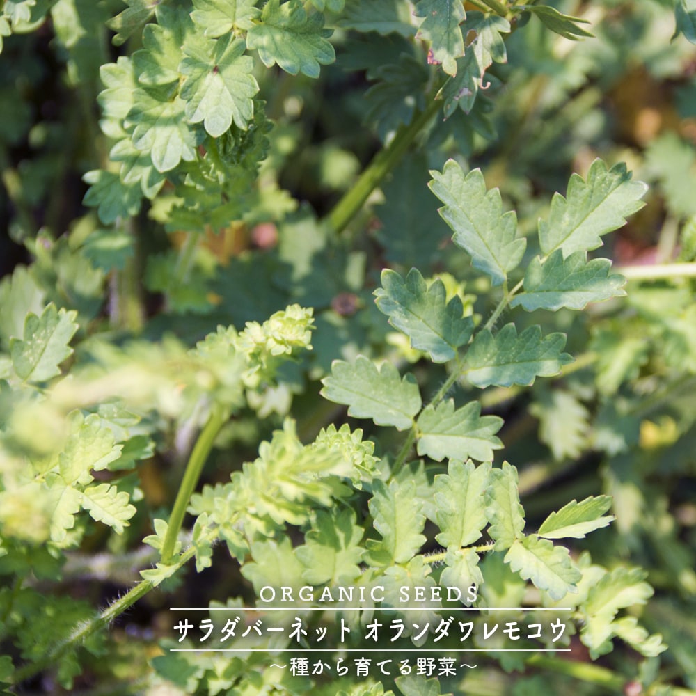 ワレモコウ ワレモコウ 1