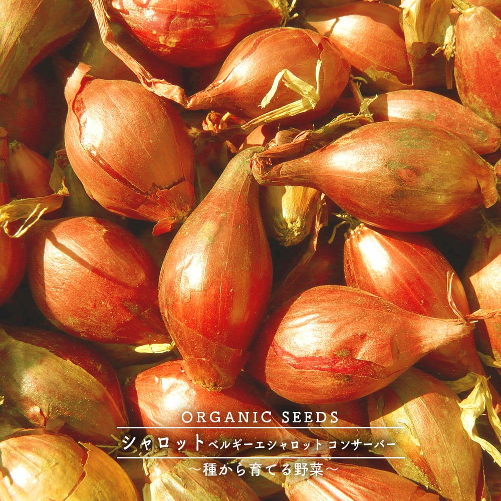 種 ( タネ )｜シャロット