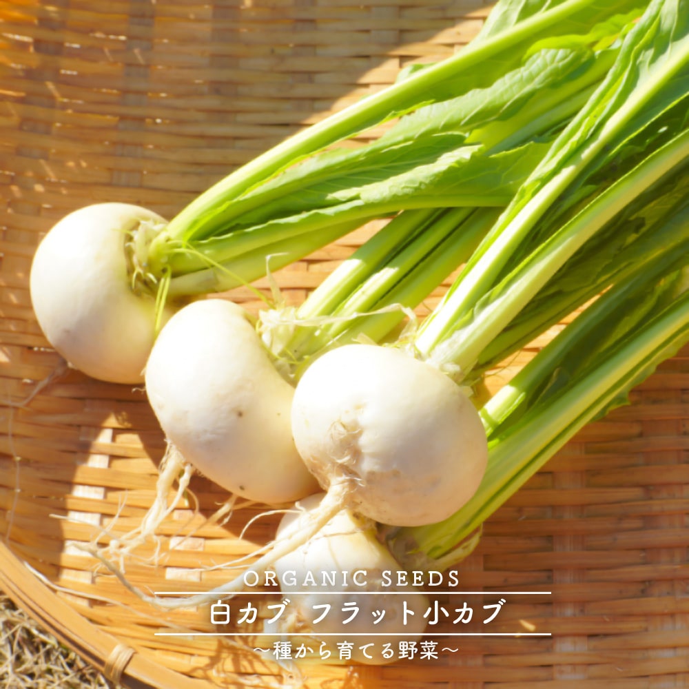 白カブ 種