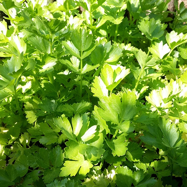 ハーブセロリ/スープセルリー