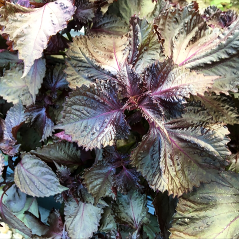 赤しそ 赤しそ 苗 販売 苗木部 By 花ひろばオンライン