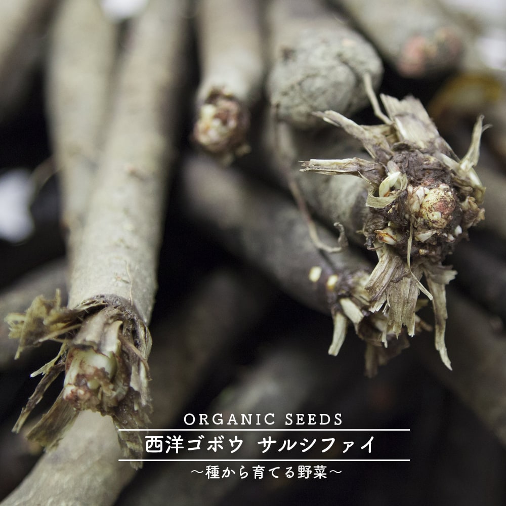 西洋ゴボウ サルシファイ 1