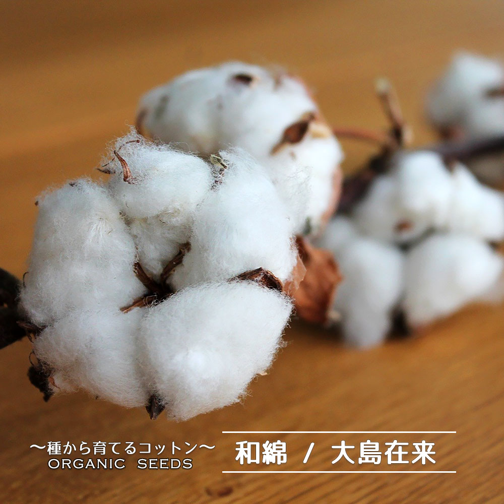 和綿（わめん） 茶綿 