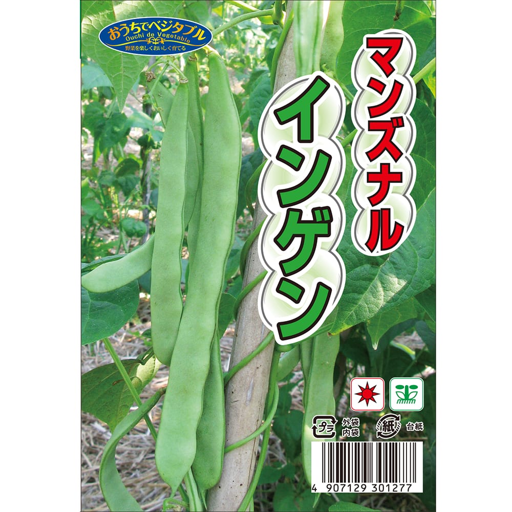 インゲン マンズナルインゲン 