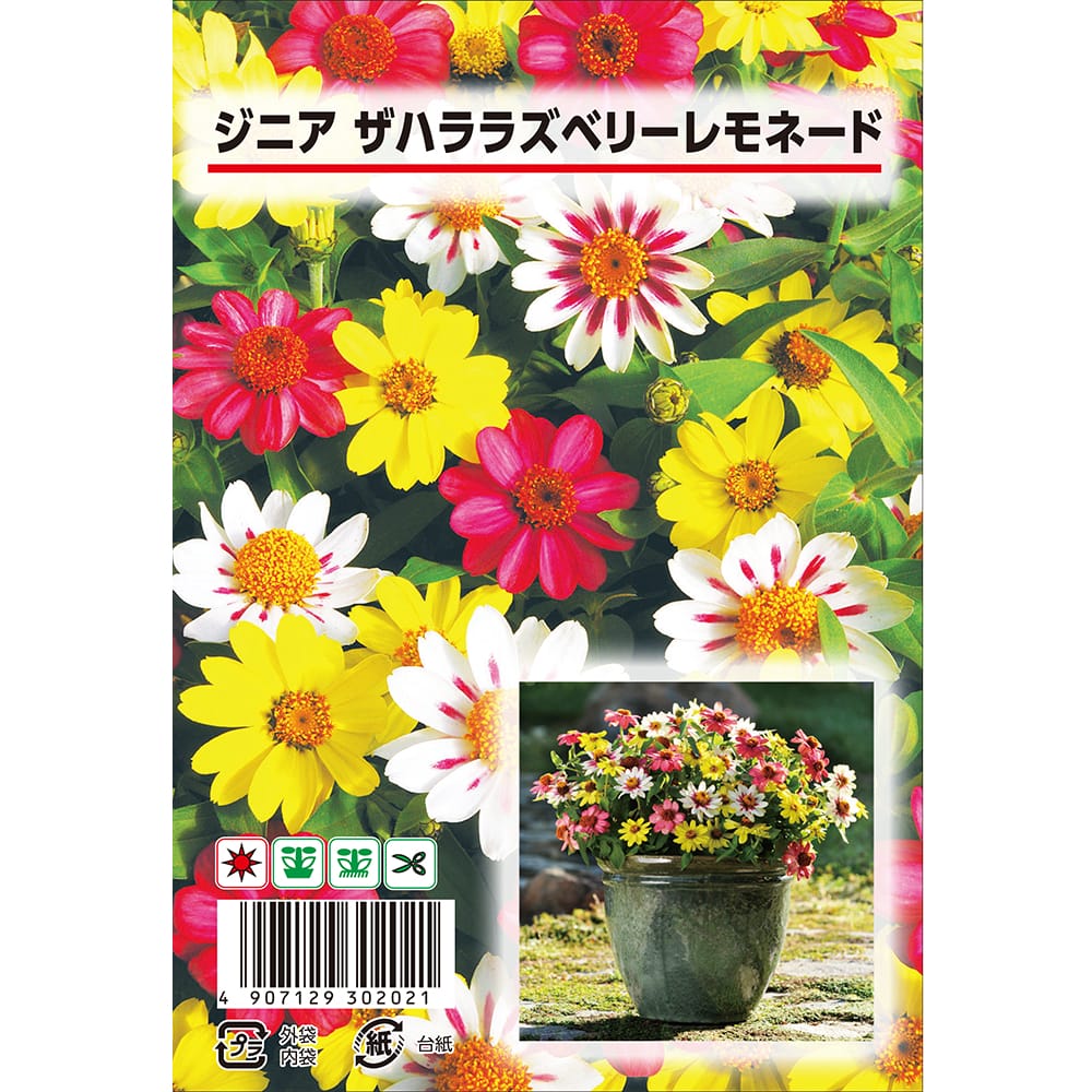 百日草 ラズベリーレモネード 