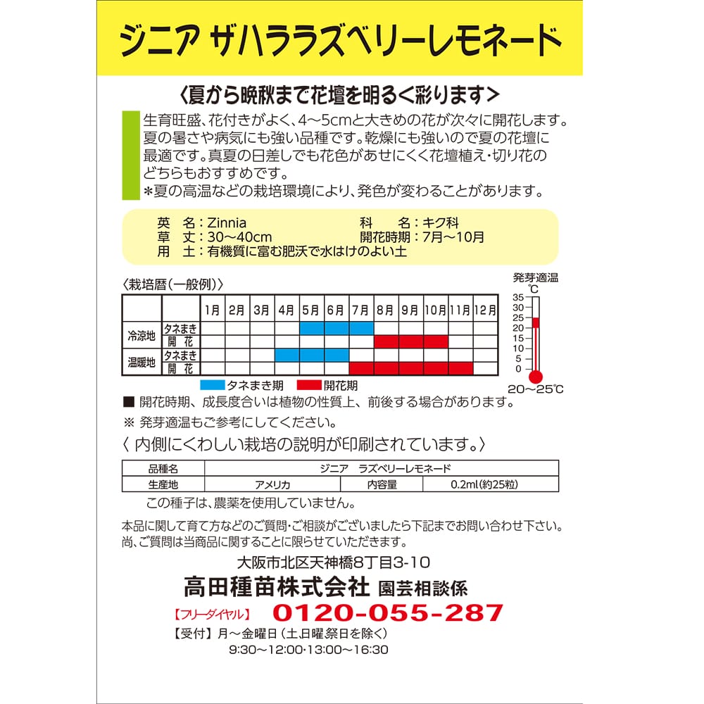 百日草 ラズベリーレモネード 1