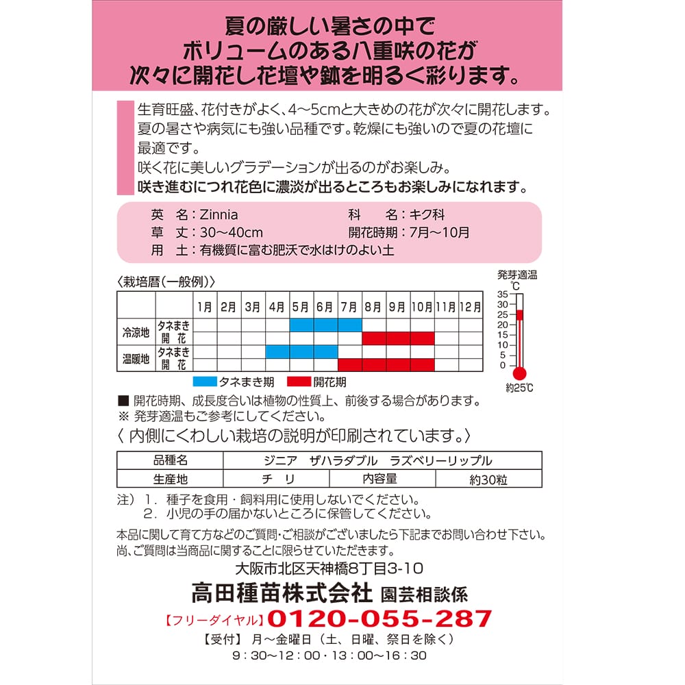 百日草 ラスベリーリップル 1