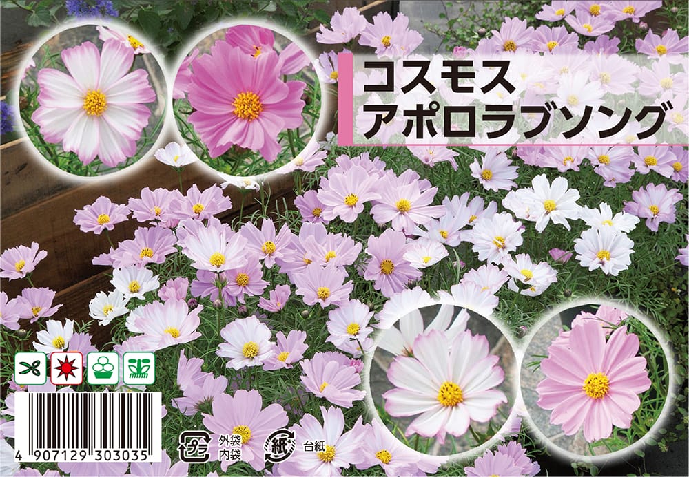 コスモス アポロラブソング 