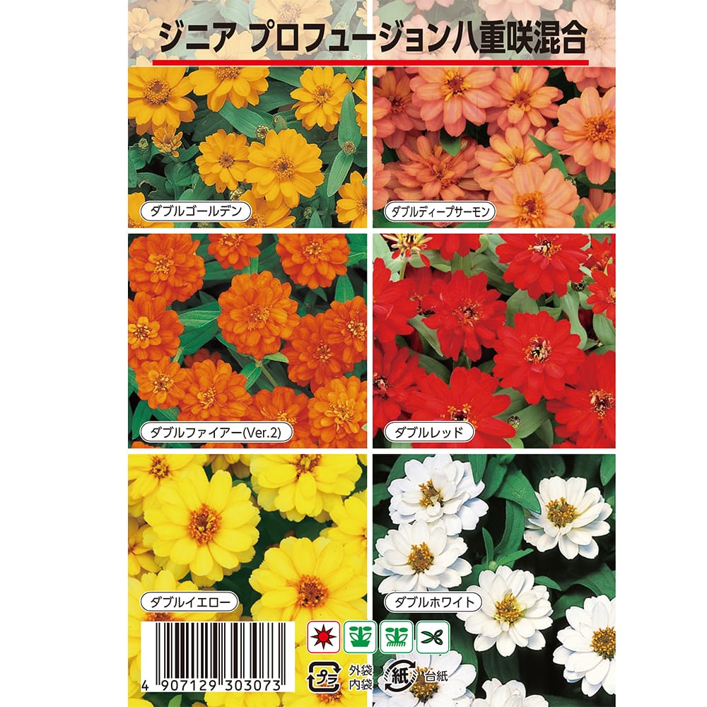 百日草 プロフュージョン八重咲き混合 