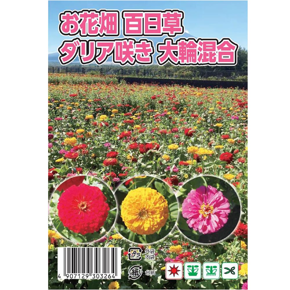 百日草 巨大輪百日草 