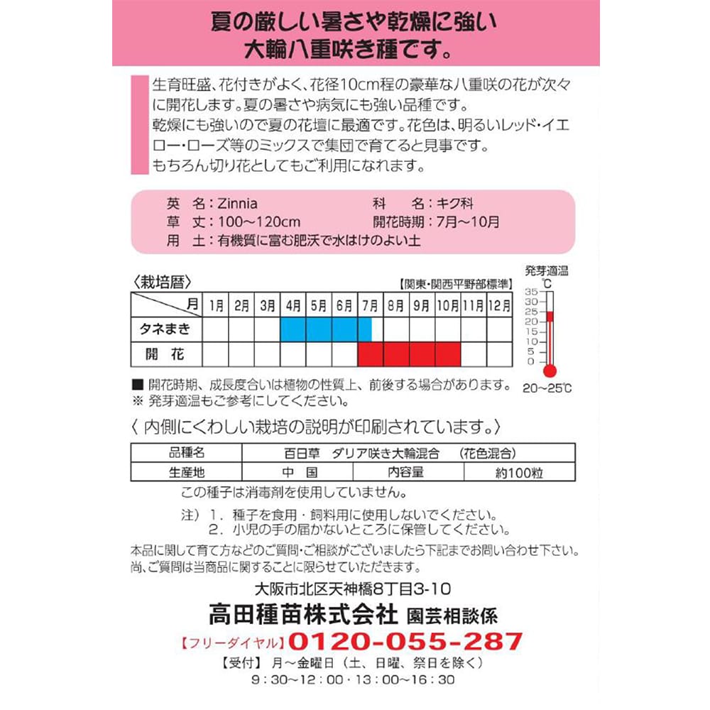 百日草 巨大輪百日草 1