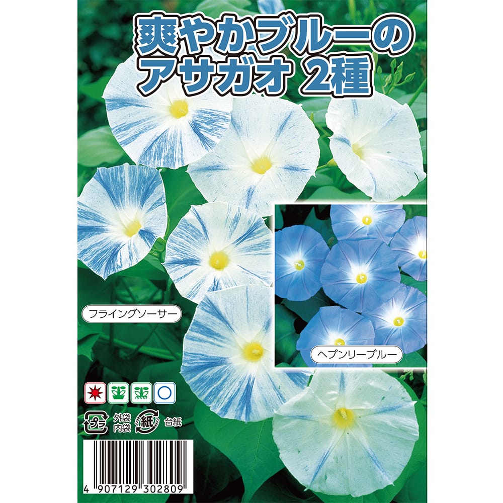 朝顔 爽やかブルーの朝顔 ２種 