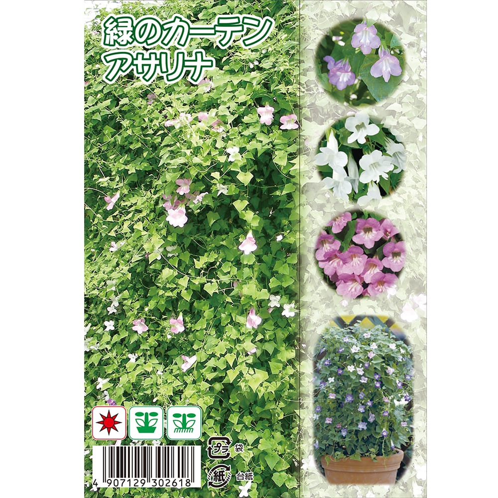 アサリナ 緑のカーテン アサリナ 