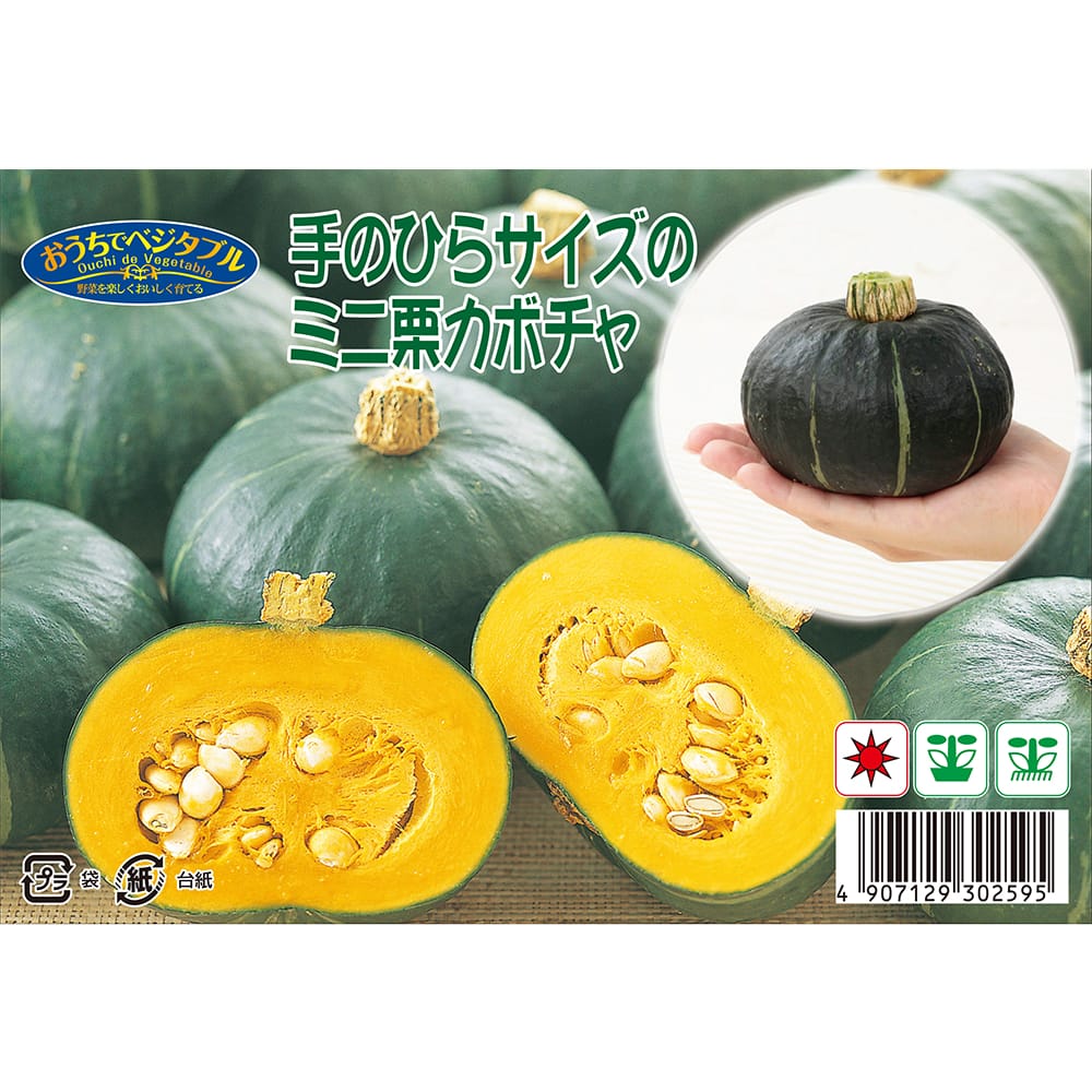 かぼちゃ 手のひらサイズのミニ栗カボチャ 