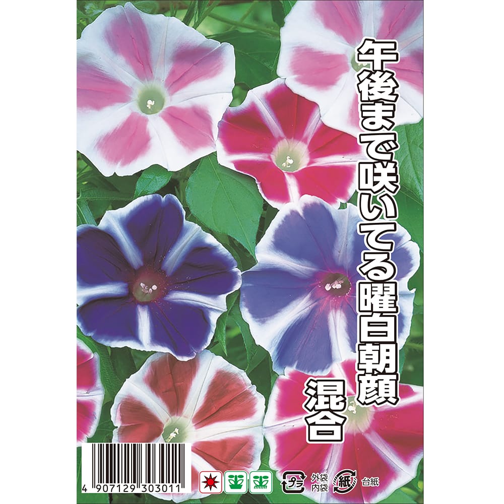 朝顔 午後まで咲いてる曜白朝顔 混合 