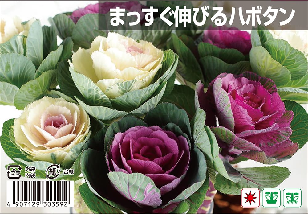 ハボタン まっすぐ伸びるハボタン 