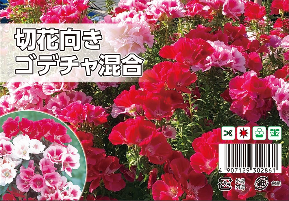 切花向きゴデチャ 切花向きゴデチャ 