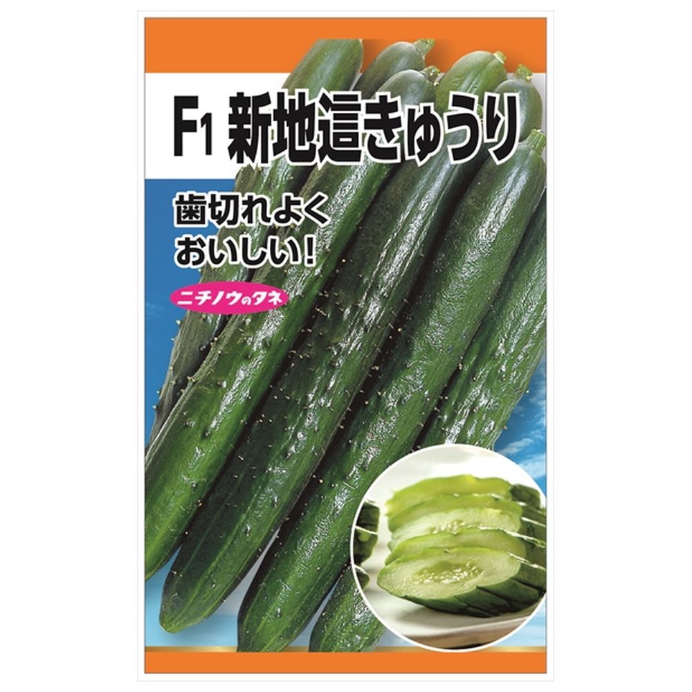 きゅうり 地這きゅうり 露知らず 