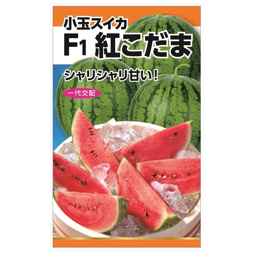 スイカ 紅こだま 