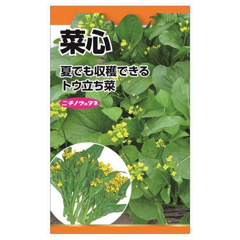 葉菜 菜心 