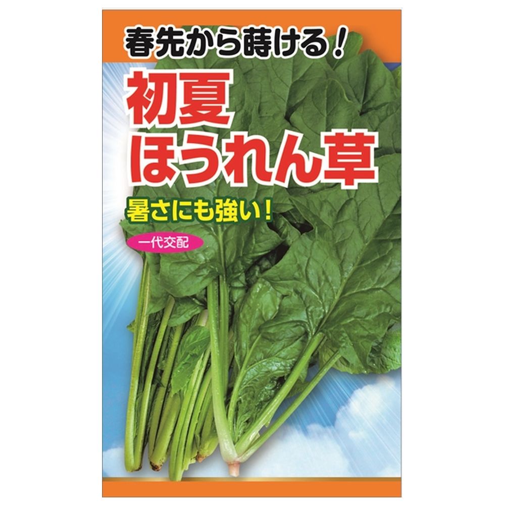 初夏ほうれん草の通販 苗木部 By 花ひろばオンライン