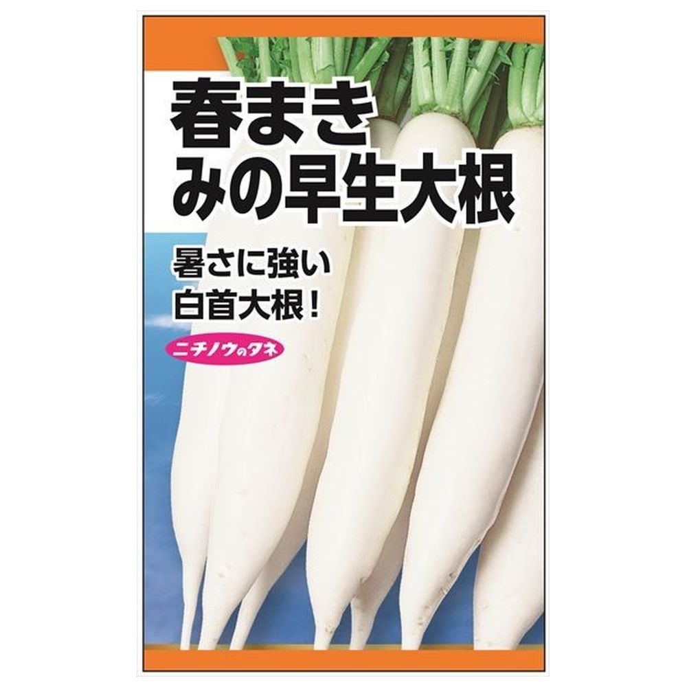 大根 春まきみの早生大根 