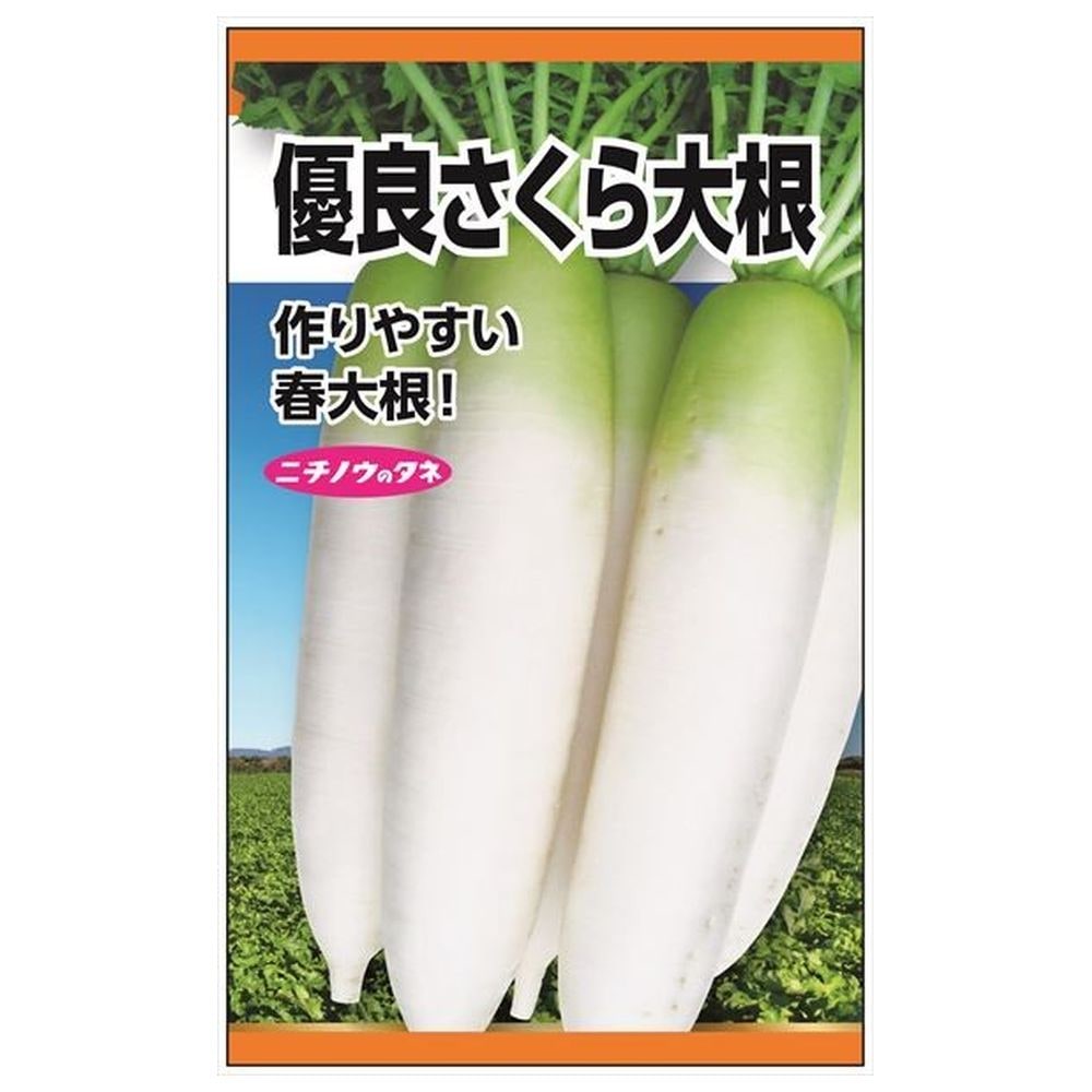 大根 優良さくら大根 