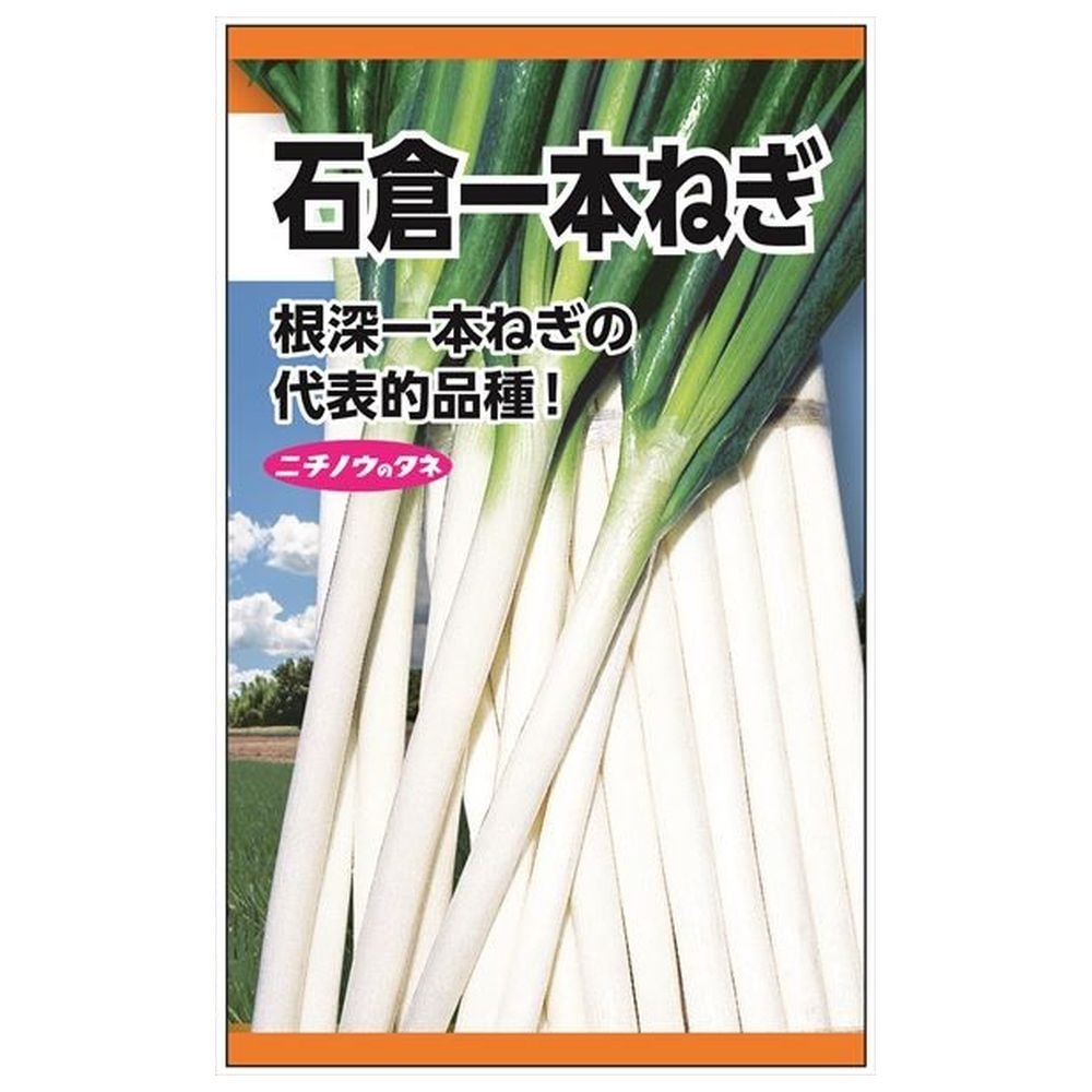 ねぎ 石倉一本ねぎ 