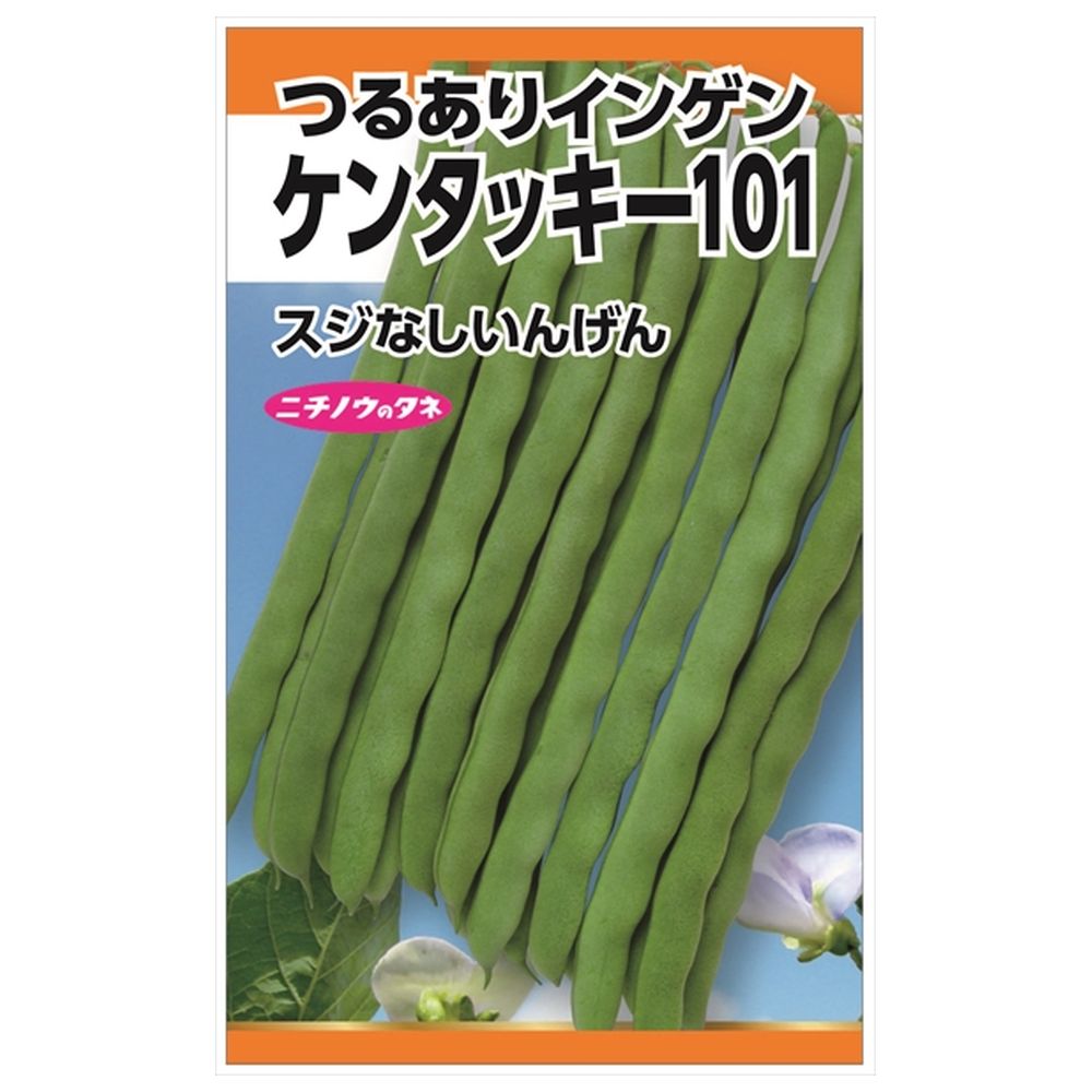 いんげん ケンタッキー101(つるありいんげん) 