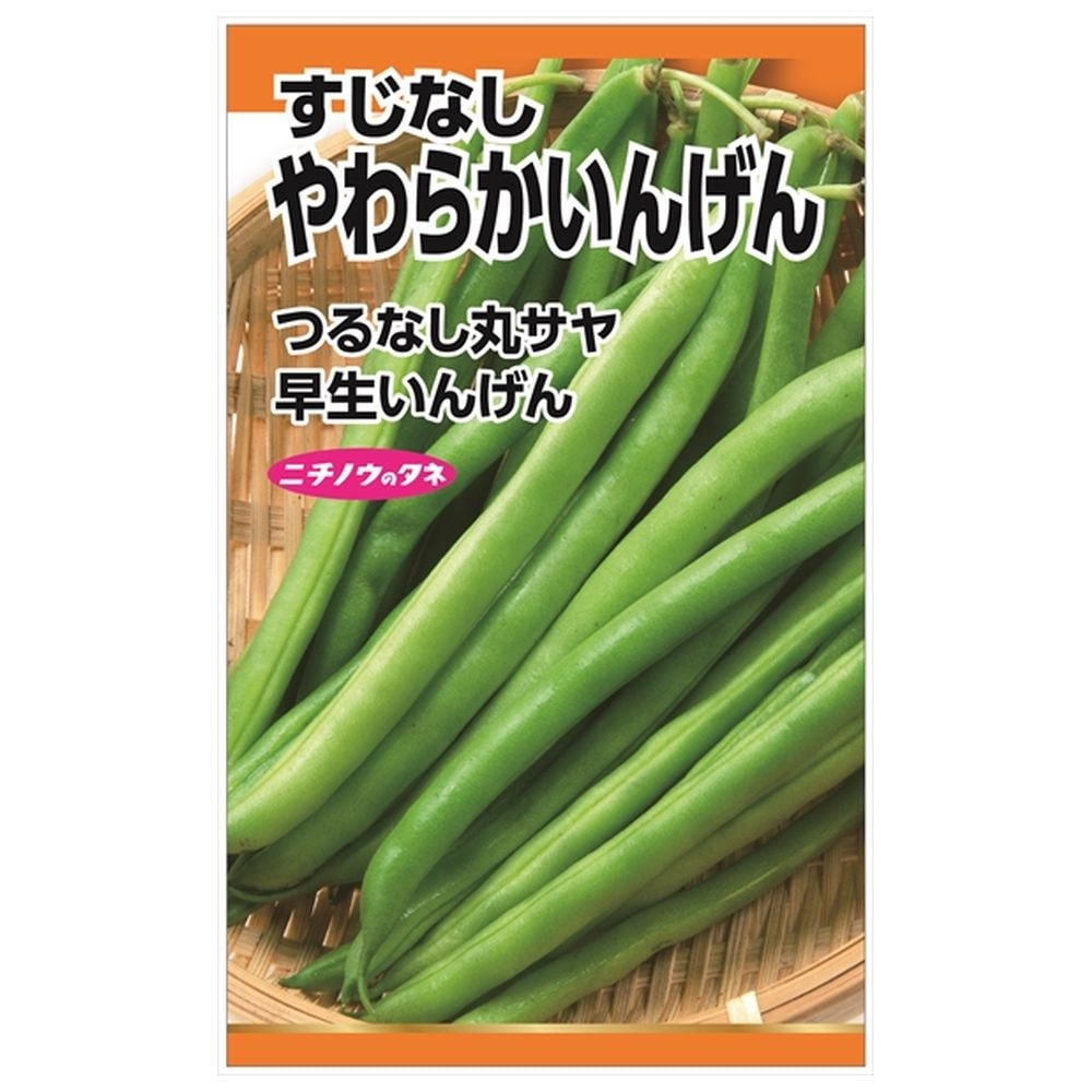 いんげん やわらかいんげん（すじなし） 