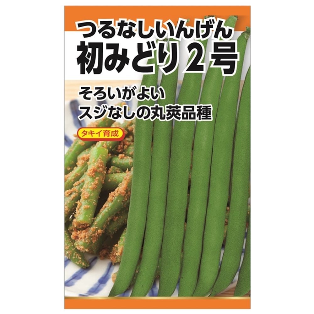 いんげん 初みどり2号(つるなし･丸莢) 