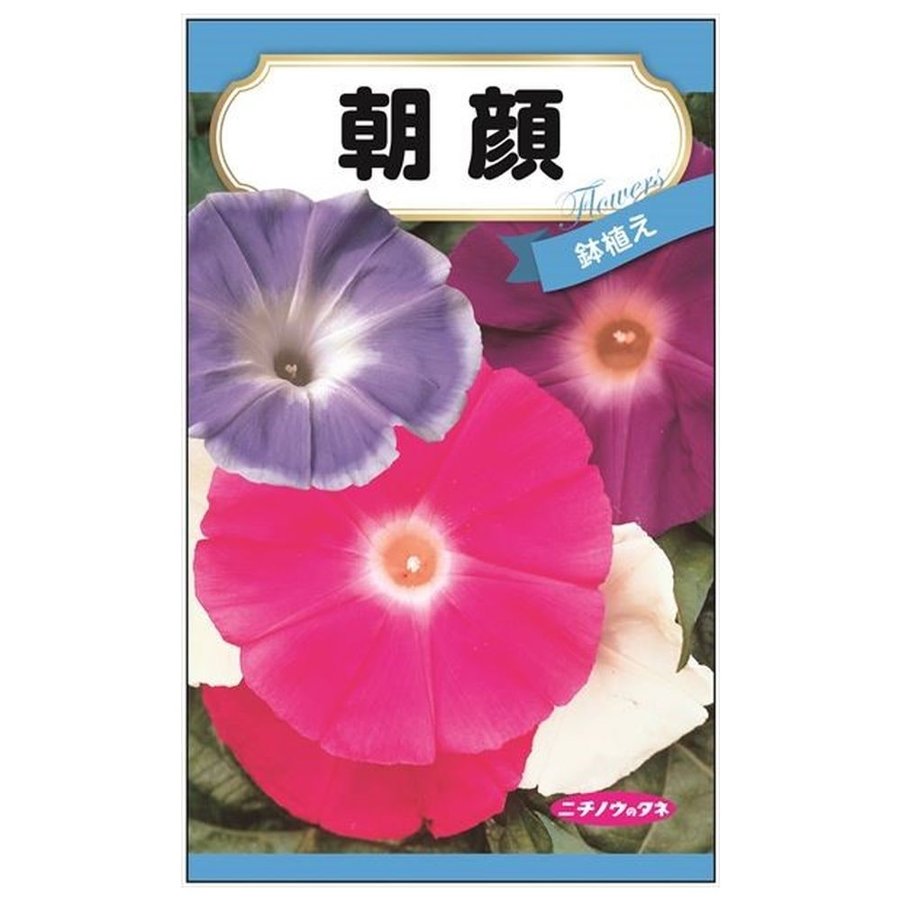 150円花種子 朝顔 