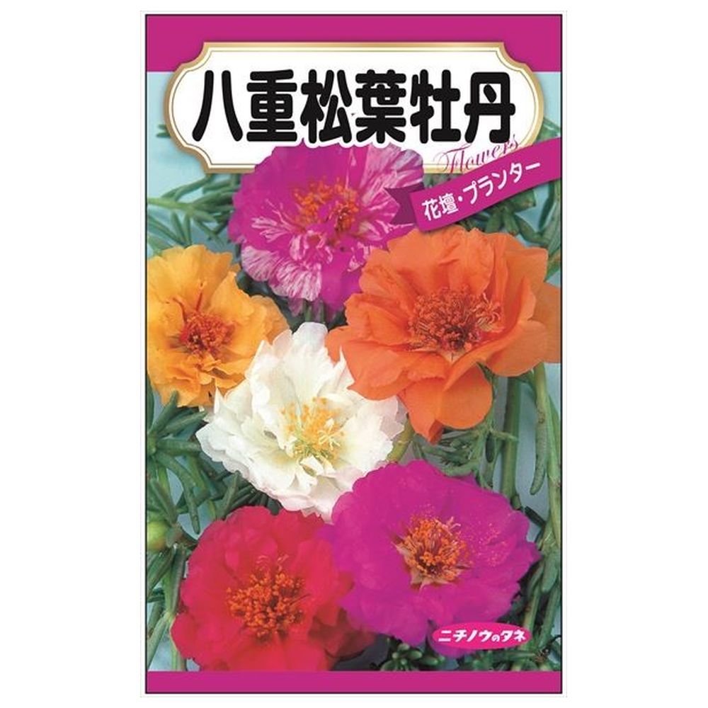 150円花種子 八重松葉牡丹 