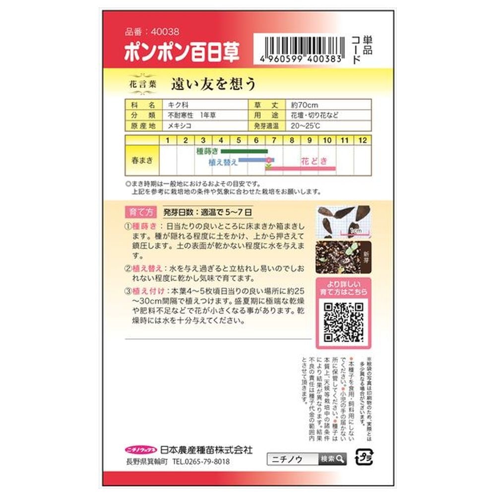 百日草 ポンポン百日草 1