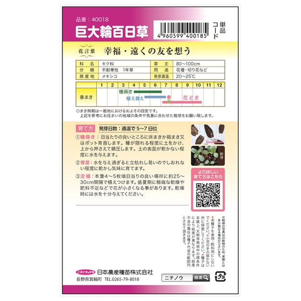 百日草 巨大輪百日草 1