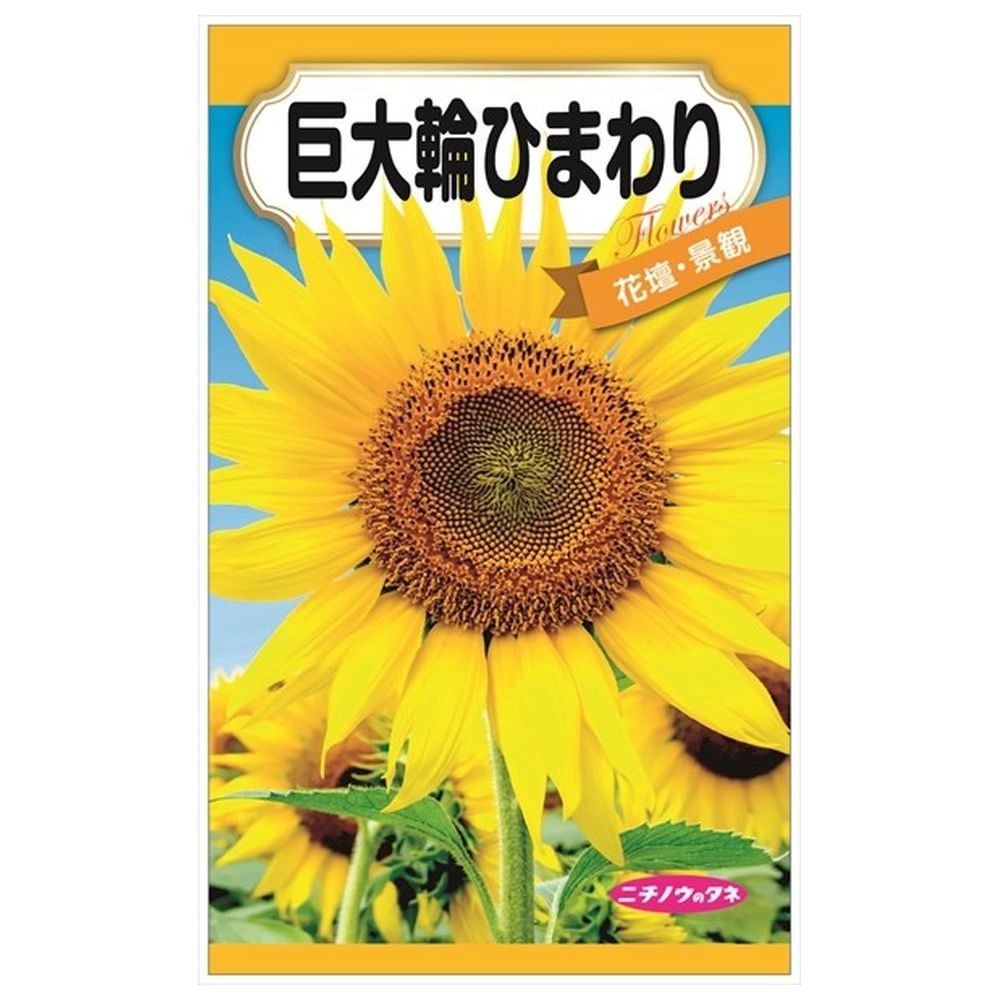 ひまわり 巨大輪ひまわりの通販 苗木部 By 花ひろばオンライン