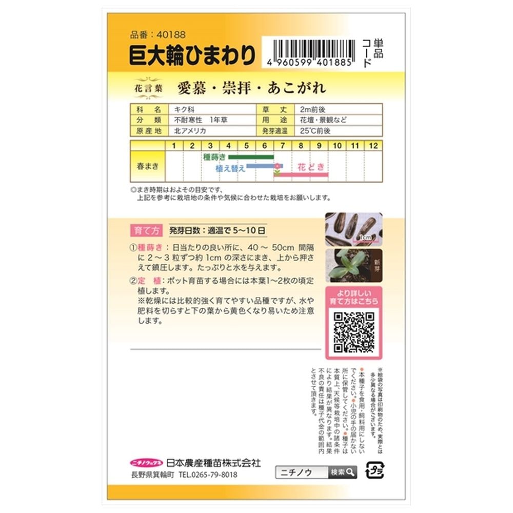 ひまわり 巨大輪ひまわり 1