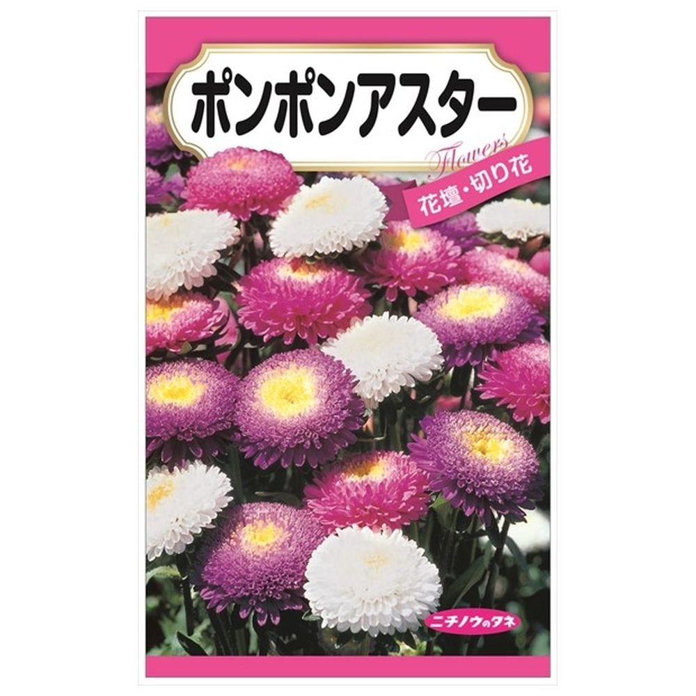 150円花種子 ポンポンアスター 