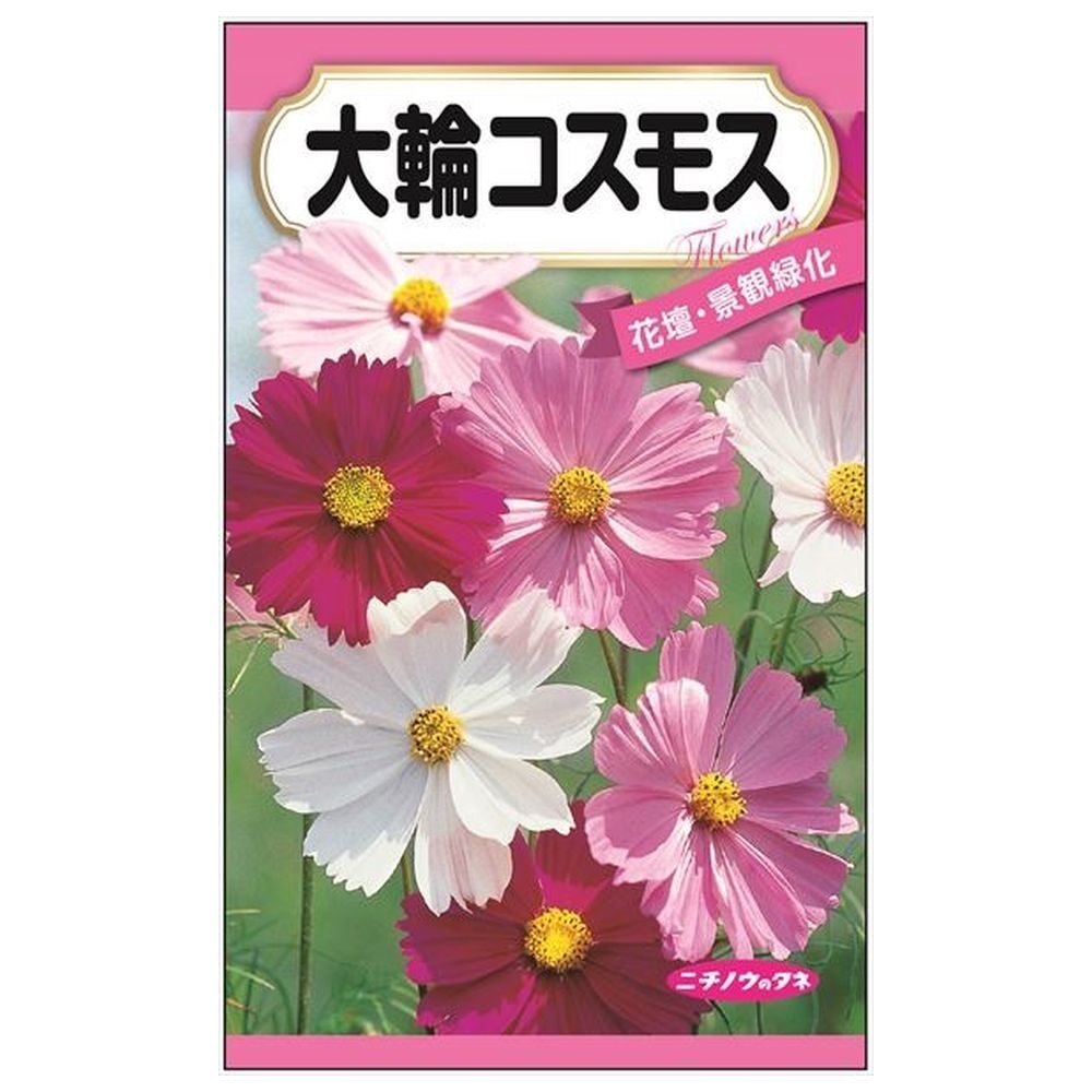 150円花種子 大輪コスモス 