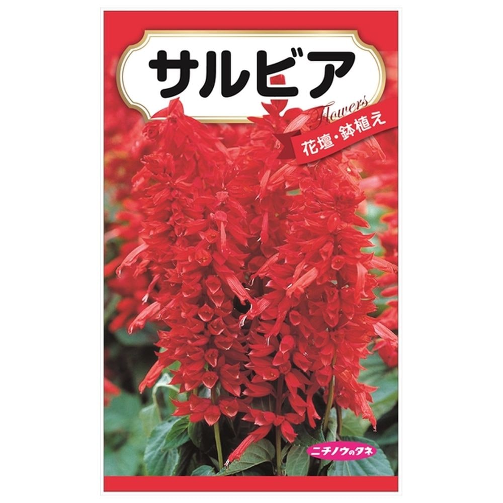 200円花種子 サルビア 
