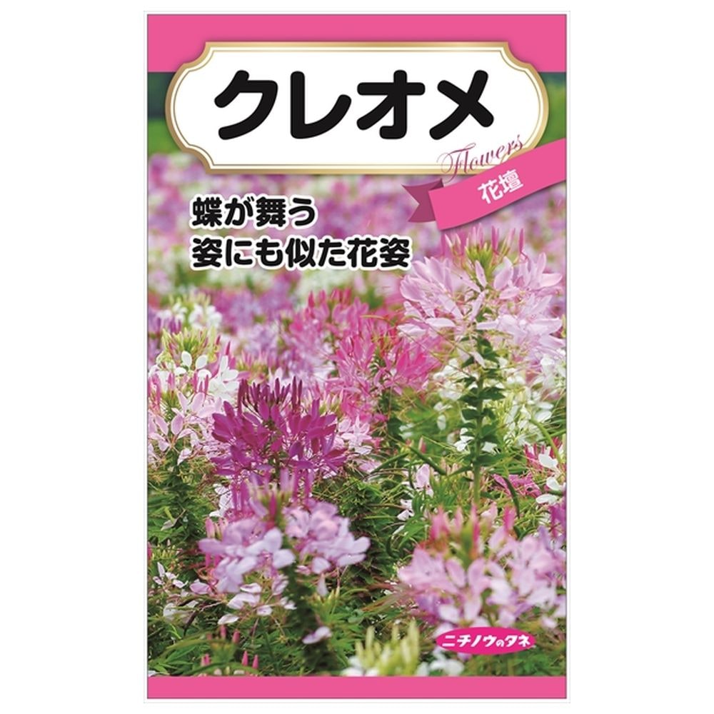 200円花種子 クレオメ 