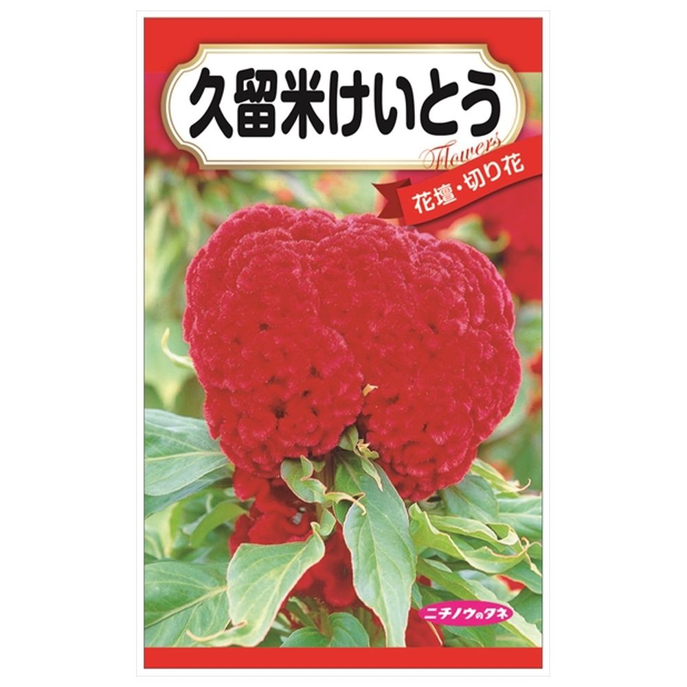200円花種子 久留米けいとう 