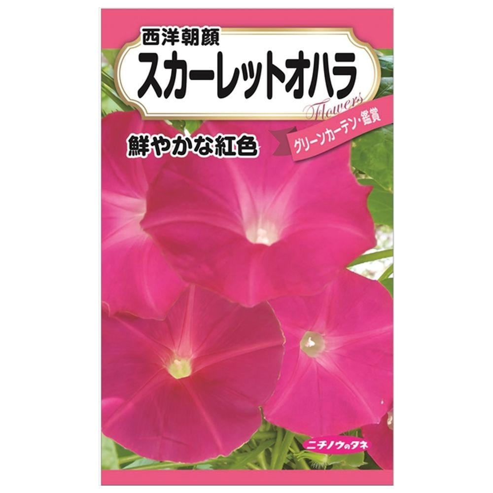 200円花種子 西洋朝顔(スカーレットオハラ) 