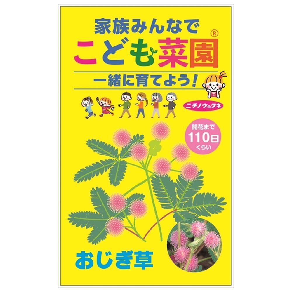 おじぎ草 おじぎ草 